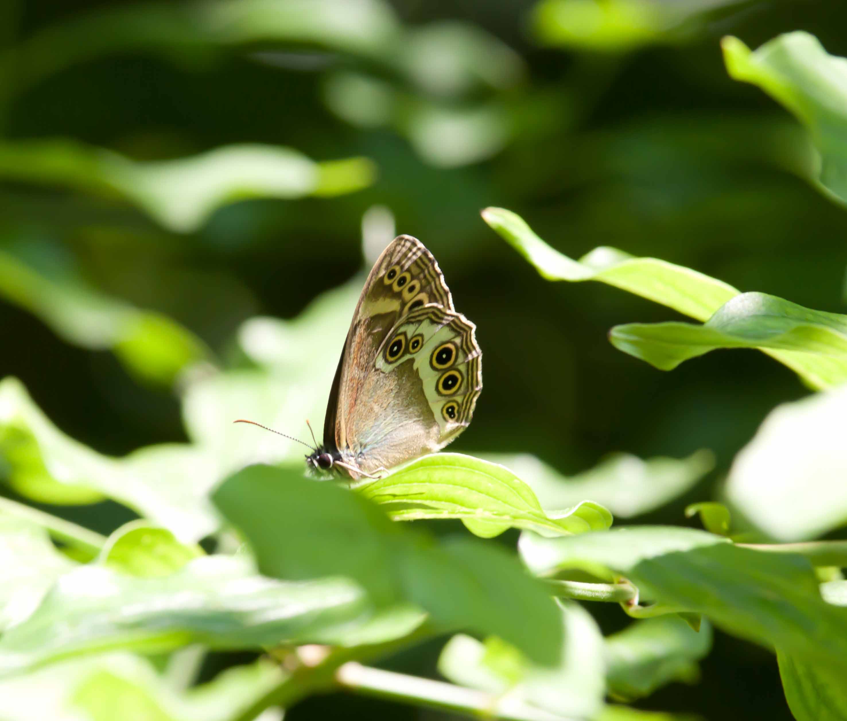 Miniature